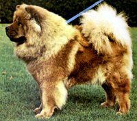 Chow Chow