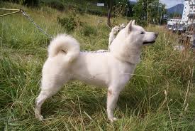 <b>The<i> Ainu</i></b>