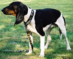 The <b>Ariegeois dog</b>
