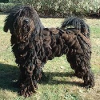 <b>The<i><b> Bergamasco</b><b> dog</b></i></b>