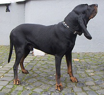 <b>American Black and Tan Coonhound</b>