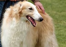 The Borzoi