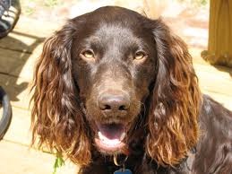 <b>The<b> Boykin Spaniel</b></b>