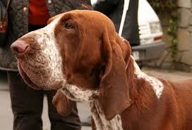 <b>The<i> Bracco Italiano</i><b> dog</b></b>