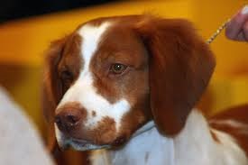 <b>The<i> Brittany spaniel</i></b>