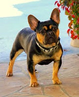 <b>French Bull Dogs</b>