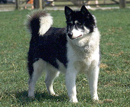 <b>Canadian<i> Eskimo Dog</i></b>