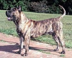 <b>Presa Canario</b>