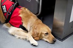 Dog facts to Help You Know Your Canine Friend