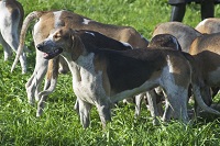 <b>The<i> Anglos-Francaises</i> dog</b>