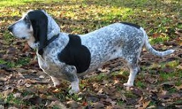 <b>Bleus de Gascogne</b>