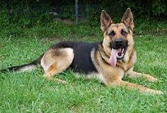 <b>German Shepherds</b>