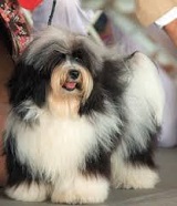 <b>Havanese Dogs</b>