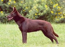 <b>The Australian Kelpie</b>