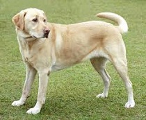 <b>The<i> Labrador Retriever</i></b>