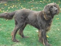 <b>The<i> German Longhaired Pointer</i></b>
