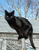 The Many Types of Cats