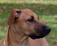 <b>Black Mouth Cur</b>