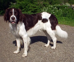 <b>The<i> Drentse Patrijshond</i></b>