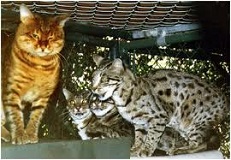 The <b>Bengal Cat</b> A Powerful and Affectionate Pet