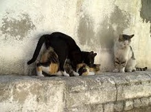 Facts About Cats that You Probably Did Not Know