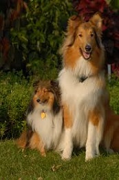 <b>The<i> Shetland Sheepdog</i></b>