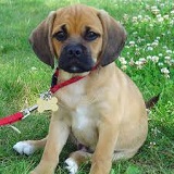 A Short List of Small Dog Breeds