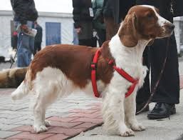 <b>The<i> English Springer Spaniel</i></b>