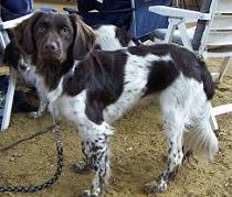 <b>The<i> Stabyhoun</i></b>
