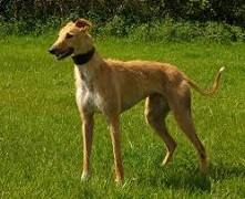 <b>The<i> American Staghound</i></b>