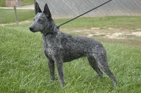 <b>The<i> Stumpy Tail Cattle Dog</i></b>
