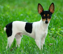 <b>The<i> American Toy Terrier</i></b>