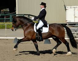 Training For Napping Horses