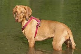 <b>The<i> Vizsla</i></b>