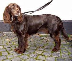 <b>The<i> Deutsher Wachetlhund</i></b>