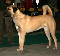<b>The<i><b> Anatolian Shepherd</b> Dog</i></b>