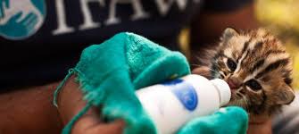 History of <b>pet rescue</b> and welfare