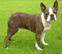 <b>The<i> Atlas Terrier</i></b>