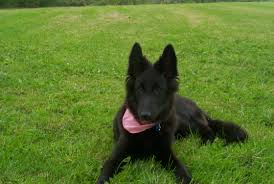 <b>Belgian Shepherd Laekenois</b>