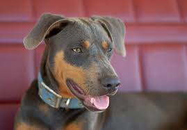 The <b>Blue Lacy</b>