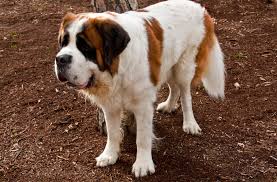 <b>Breed Rescues</b>