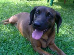 <b>Brevarian Mountain Hound</b>