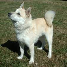 <b>The<i> Norwegian Buhund</i></b>