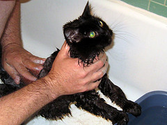 bathing a cat