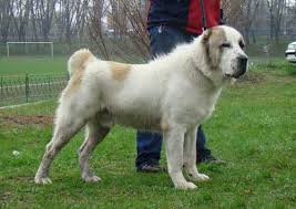 <b>The<i> Central Asian Shepherd Dog</i></b>