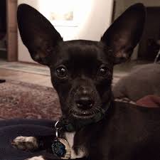 The <b>Chihuahua</b>