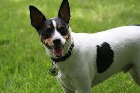 <b>Chiwawa</b> Dog: a Tiny Dog with a Big Attitude