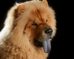 The <b>Chow</b>