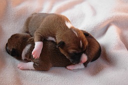 Facts and Thoughts on Designer Dogs
