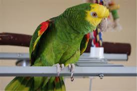 Do Parrots Talk